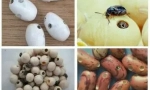 Bugovi u grahu i načinima borbe protiv njih